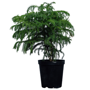 Norfolk Island Pine