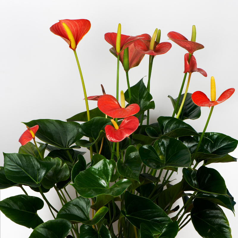 Anthurium Red Small