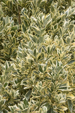 Trellised Euonymus Silver King