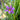 Sisyrinchium 'Lucerne' (Blue-Eyed Grass)
