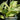 'Snow Queen' Pothos
