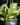'Snow Queen' Pothos