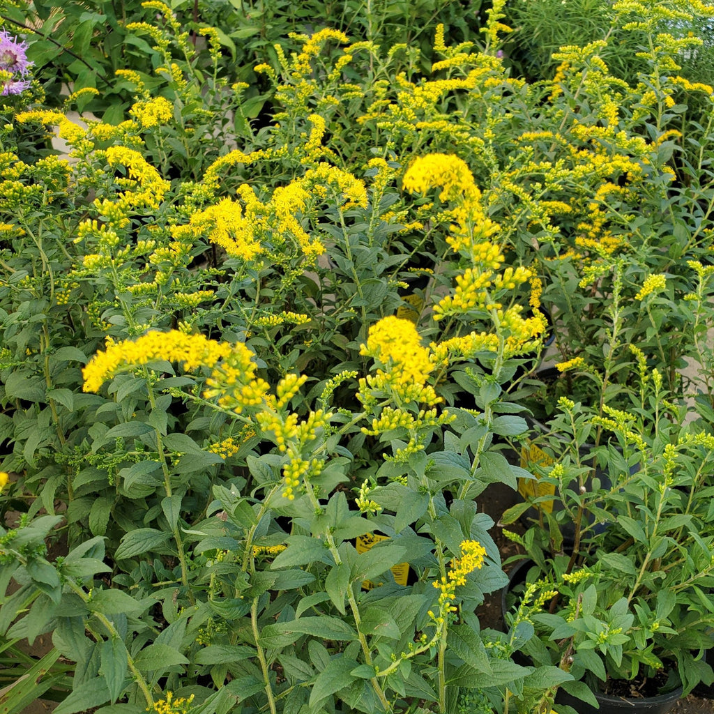 Solidago 'Fireworks'