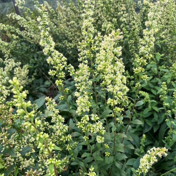 Solidago bicolor