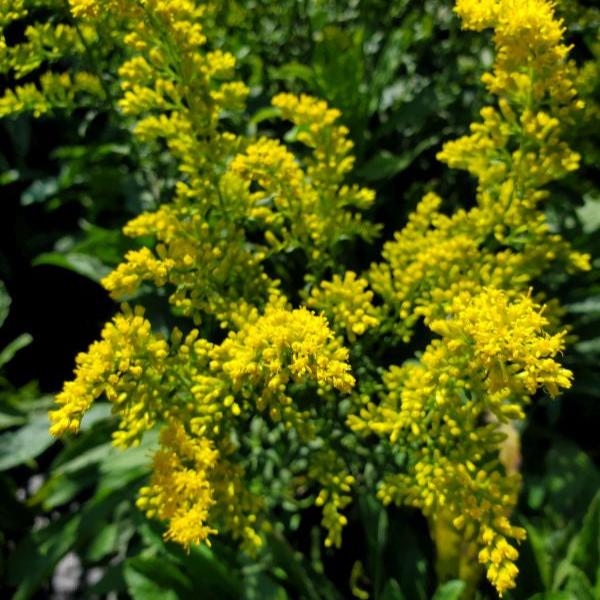 Solidago nemoralis