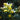 Solidago rugosa (Goldenrod)