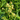 Solidago bicolor Silverrod (White Goldenrod)