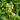 Solidago bicolor Silverrod (White Goldenrod