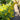 Solidago rugosa (Goldenrod)