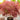 Acer palmatum 'Tamukeyama' (Weeping Cutleaf Japanese Maple)