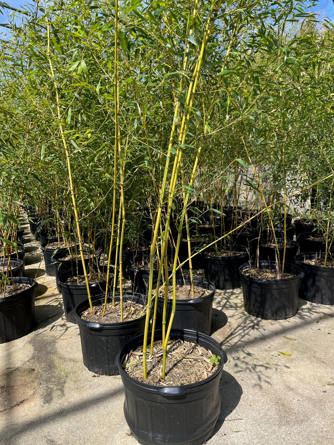 Bamboo Spectabilis Green Groove