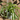 Spider Plant SF