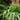 Spider Plant