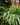 Spider Plant