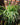 Spider Plant