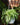Spider Plant 'Bonnie'