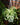 Spider Plant 'Bonnie'