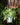 Spider Plant 'Bonnie'