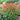 Spigelia marilandica 'Orange Slices' PRC