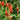 Spigelia 'Ragin Cajun' (Indian Pink)