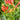 Spigelia marilandica 'Ragin' Cujan''