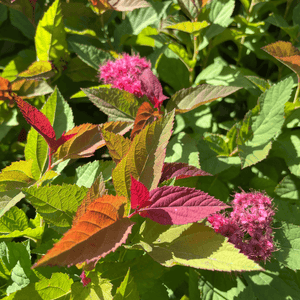 Spirea Double Play Doozie