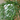 String of Fishooks