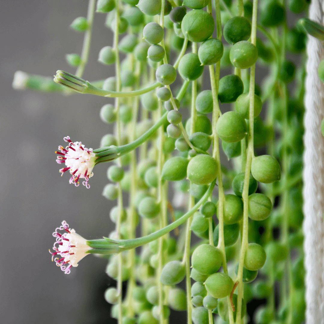 String of Pearls