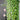 Senecio String of Pearls