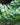 Striped Bamboo Golden Zebra Fern
