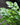 Striped Bamboo Golden Zebra Fern