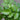 Striped Bamboo Golden Zebra Fern