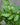 Striped Bamboo Golden Zebra Fern