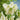 Tulip Parrot 'Super Parrot' Bulbs