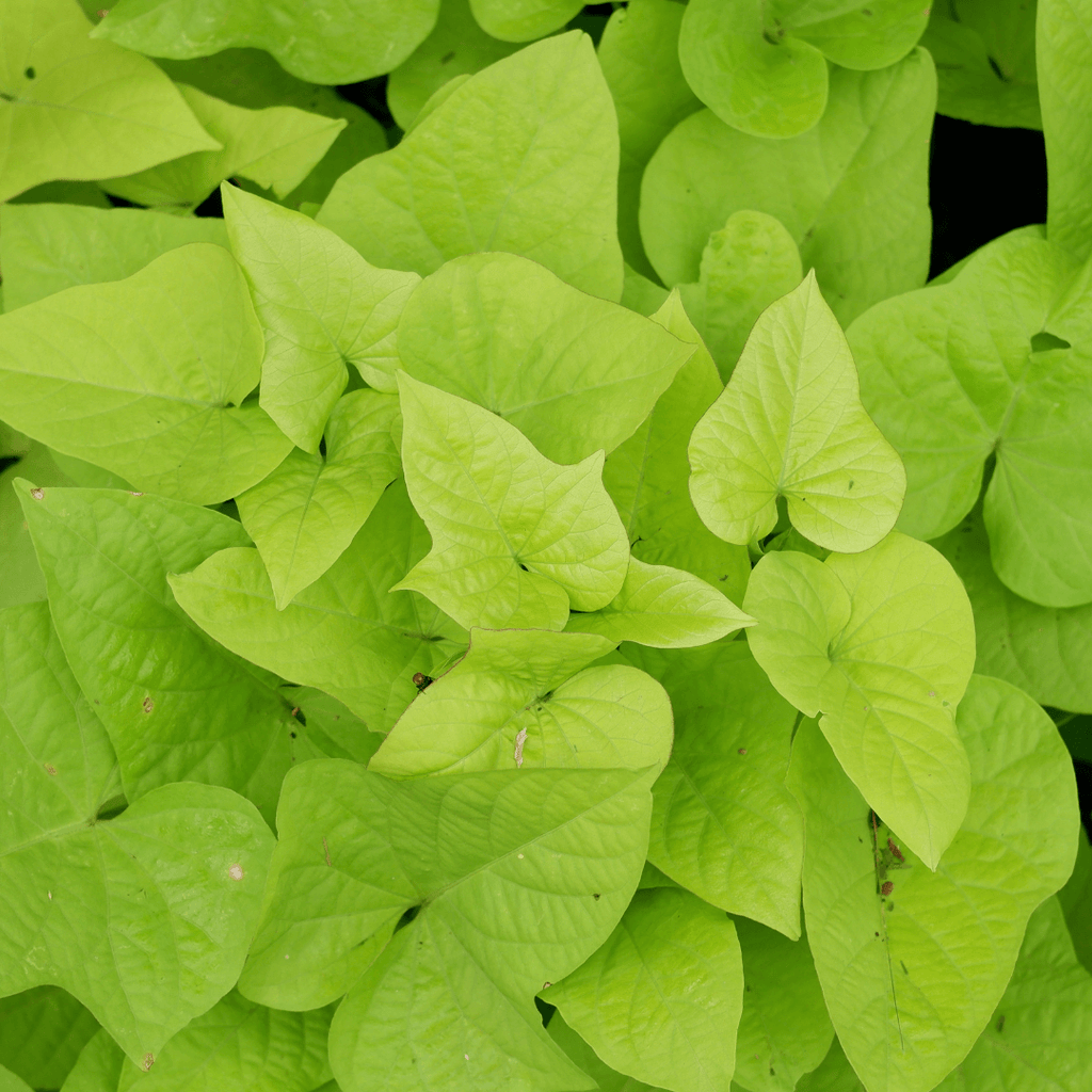 Lime Green Sweet Potato Vine - 4 pack