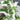 Syngonium Albos