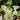 Syngonium Batik 1