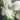 Syngonium Holly 1