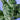 Syngonium Mojito