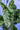 Syngonium Mojito