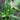 Syngonium 'Tricolor'