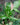 Syngonium 'Tricolor'