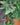 Syngonium 'Tricolor'