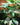 Syngonium 'Tricolor'