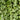 Hedera helix 'Thorndale' (English Ivy)