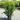 Taxus 'Densiformis' (Yew)