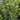 Taxus 'Hicksii' (Yew)