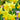 Daffodil Miniature 'Tete a Tete' Bulbs 
