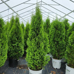 North Pole Arborvitae