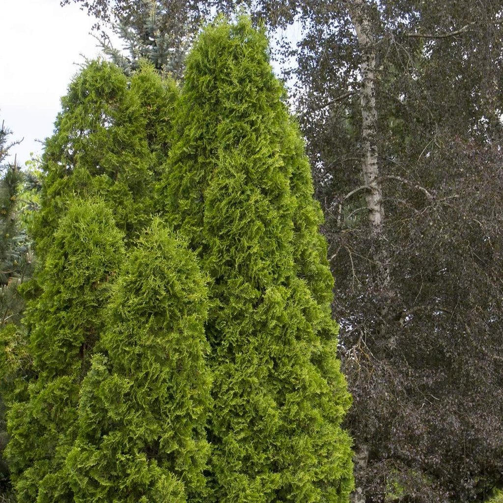 Thuja 'Degroot's Spire'